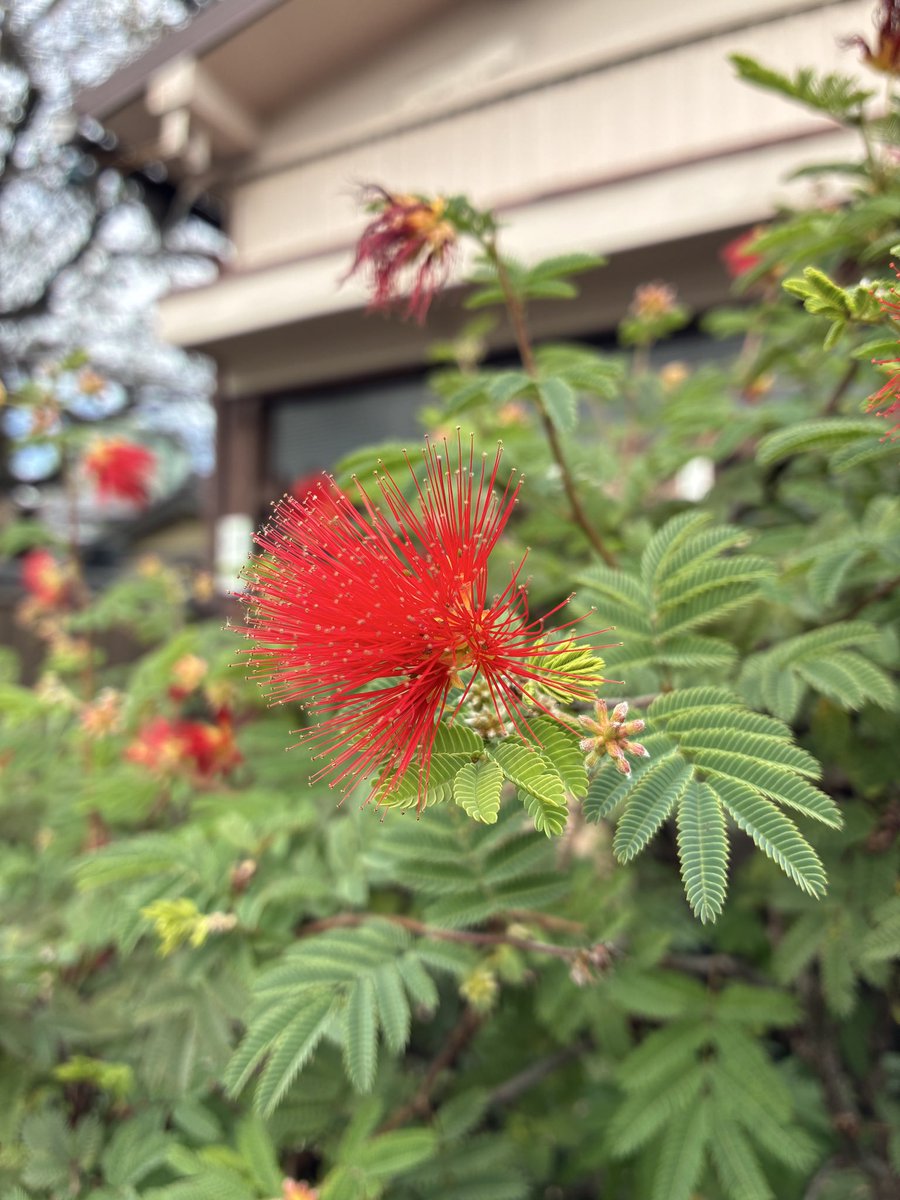 ひねむ、ヒネム、緋合歓