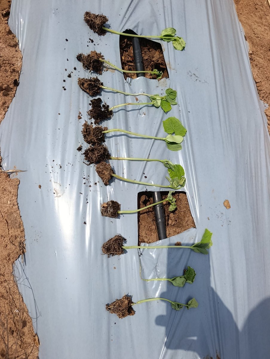 It’s 5am and here’s my update on the first open-field cucumbers.

Out of 450 plants, we’ve lost 11 so far quite normal. The cause wasn’t soil pathogens but insects cutting stems and a bit of water stress.

Always seed 5–10% extra seedlings to replace losses.  we move!