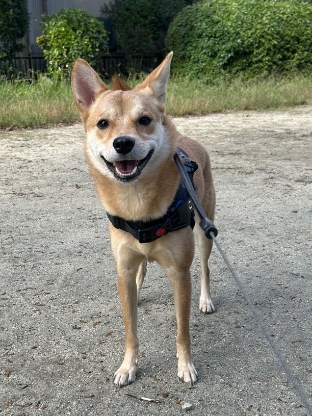 表情豊かすぎてほんとかわい
#保護犬
#雑種犬
#元野犬