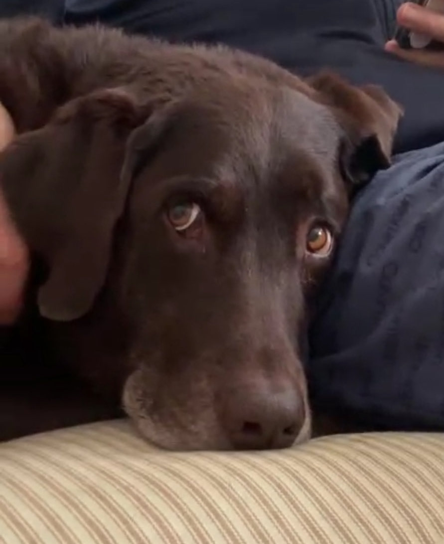 If you make this face when asking for something, the answer is yes 100% of the time.