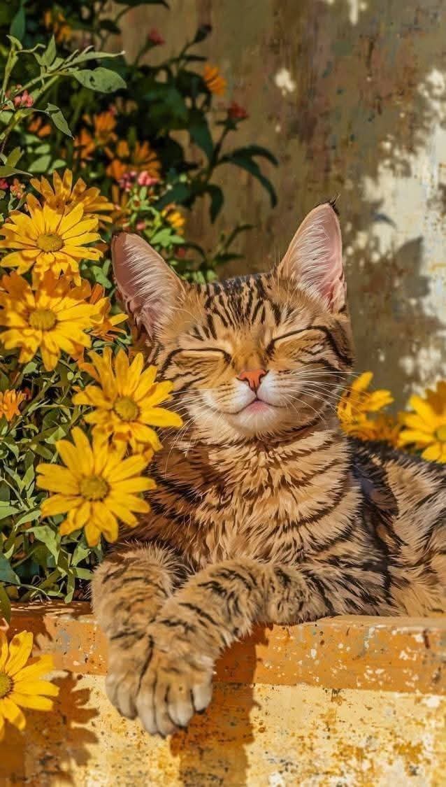 Καλημερούδια με θετική σκέψη 🍁🐈🫶