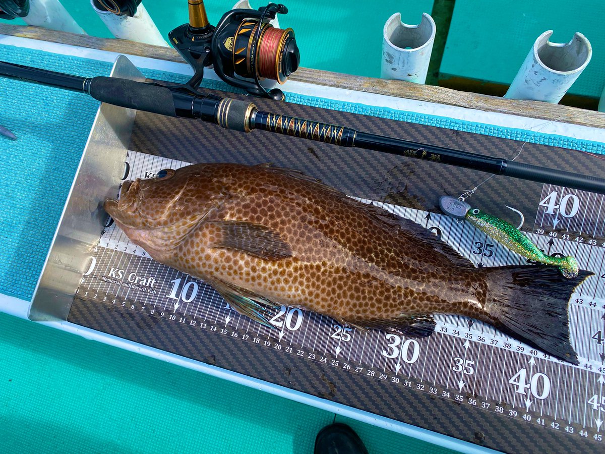 ハム助 kazuking_wh on X