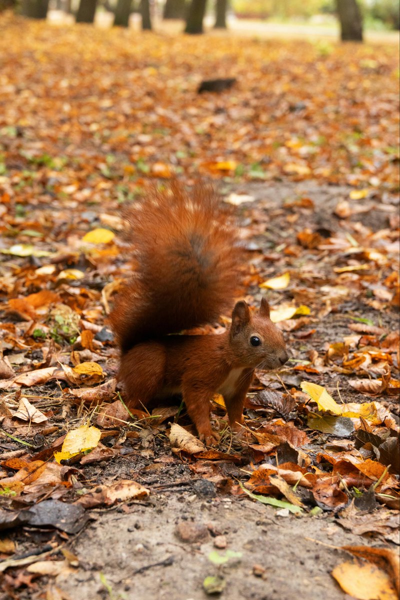 Lovely Wednesday dear friends…🌼🍂🍁🐿️🍁🧡💛🤎

#GoodMorningEveryone 🌼 #CoffeeTime ☕️ #AnimalLovers 💛 #BeKindAlways 🧡 #PeaceAndLove 🕊️