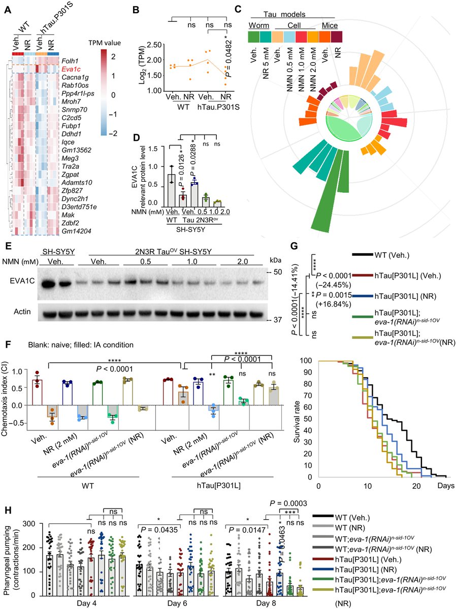 TimePieChina's tweet image. #NAD+ reverses Alzheimer’s neurological deficits and and #NR increased the #lifespan of worms by ≈17%, a new study led by @TheFangGroupUiO finds.
science.org/doi/10.1126/sc…