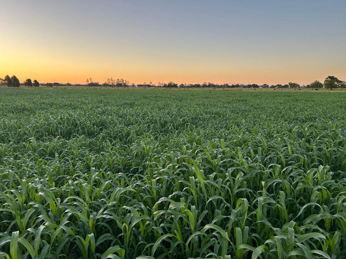 Nudan powering away near Grafton NSW 🌾
Nudan is a versatile Sudan-type Sorghum, ideal for multiple applications. 

This particular paddock is destined to become seriously high-quality silage! Just imagine having extra feed like this, ready and waiting for when you need it most👌