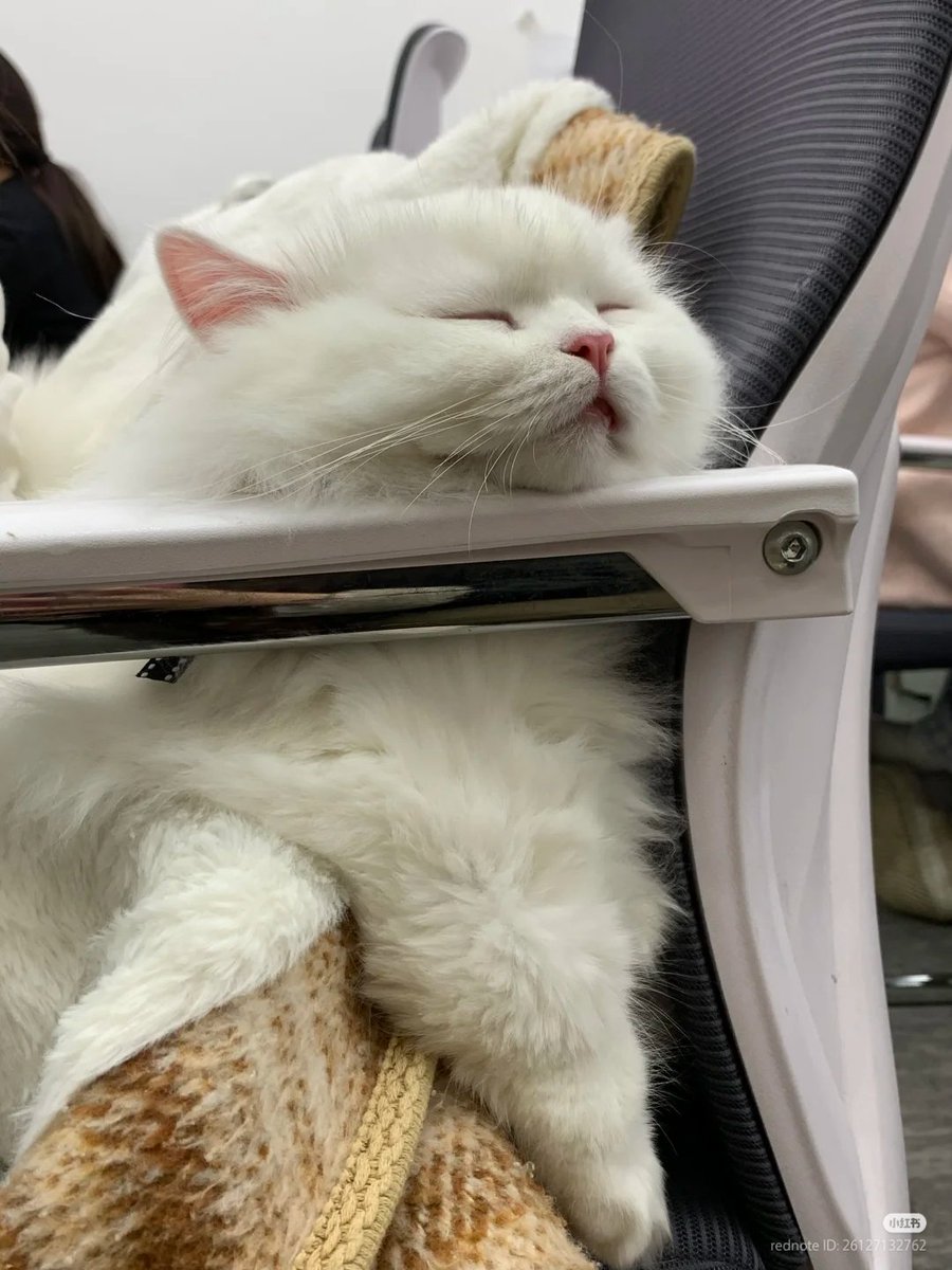 nocontextscats's tweet image. so eepy