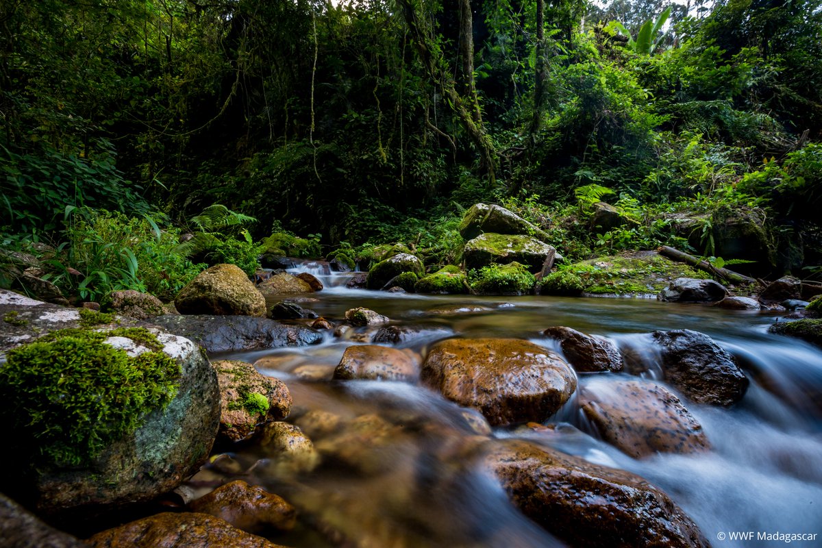 WWF Madagascar tweet media