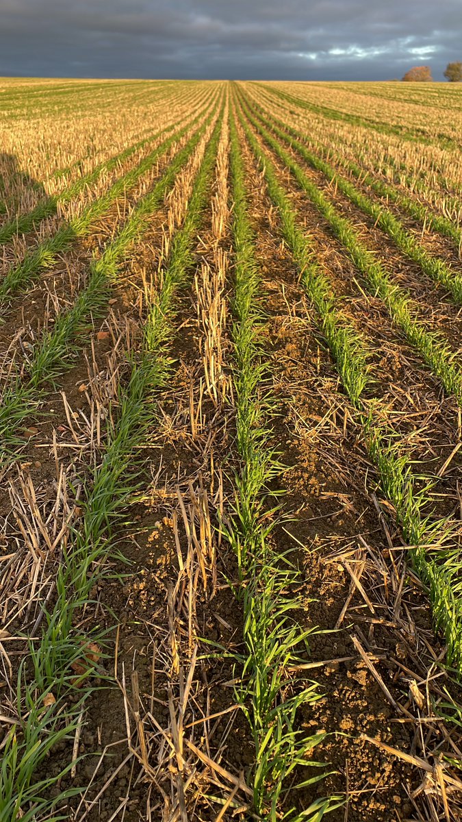 CD Farming tweet media