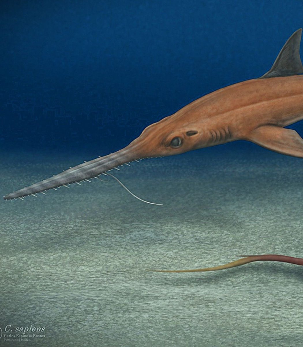 mymixtapez's tweet photo. Chainsaw Man is making an impact in the real world as a new species of prehistoric shark, Pochitaserra patriciacanalesae, has been named after Pochita from the show. 🤯 https://t.co/q0FVpwdgee