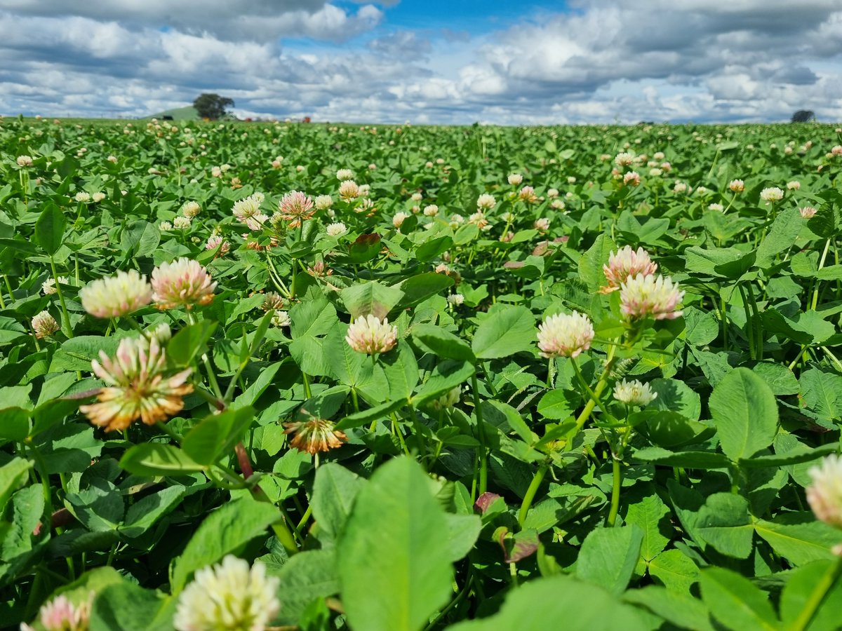 Enrich Persian Clover looking good enough to eat!

Perfect in a mix with annual ryegrasses for grazing or hay/silage.

Or use Enrich as a forage legume disease break in a crop rotations and benefit from its ability to fix high levels of soil nitrogen.