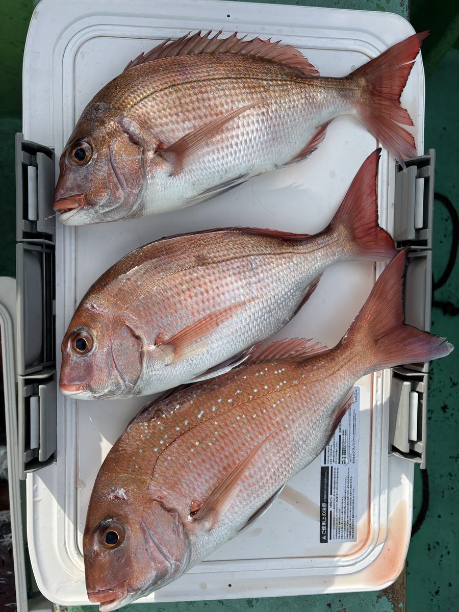 17000円から値下げ船の鯛やヒラマサ 17000円から値下げ船の鯛やヒラマサ 17000円から値下げ船の鯛や