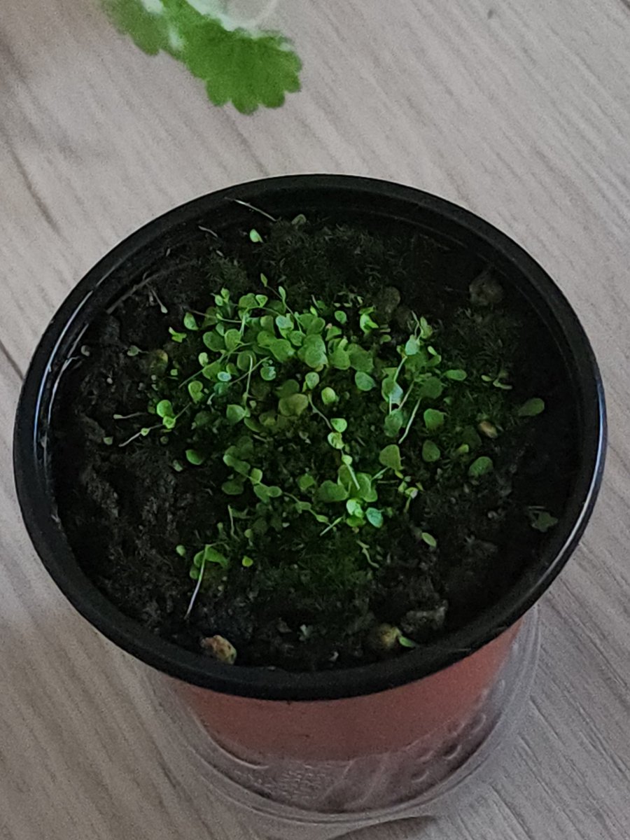 plant_pic's tweet photo. 요즘 귀개에 빠져있어서 귀개도 시켜봤는데 오밀조밀한게 너무 이쁨

니그로워터론도 귀개라길래 한번 사보고싶어서 집 근처 수초가게에 물어보니 품절이래서 나중에 재입고 되면 사볼거같다 https://t.co/HrbYmQzCB6