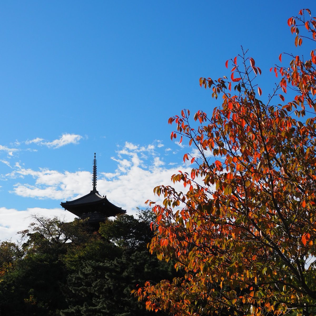 紅葉の色づき状況についてのお問い合わせを多くいただく季節になりまし 
