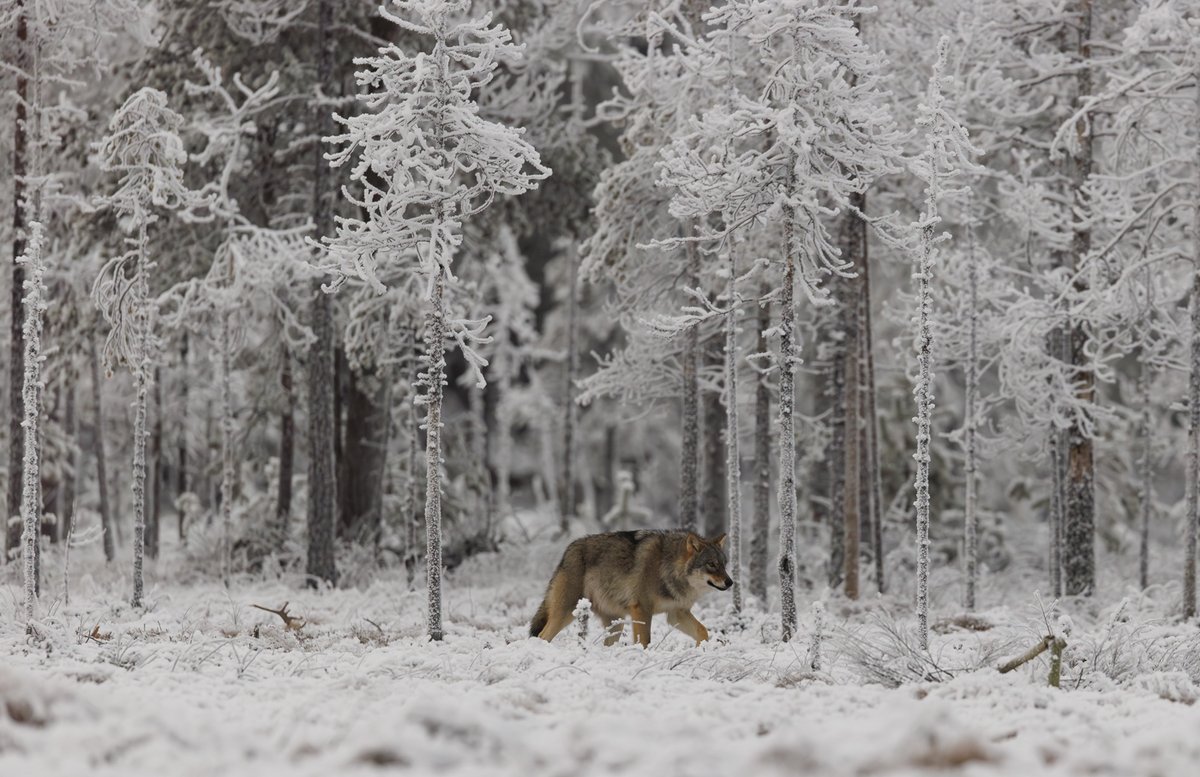 Susi kuuraisen metsän reunalla.