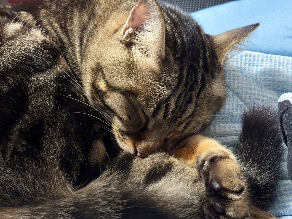 しのさん2.0 (@yoshino0723) / Posts / X