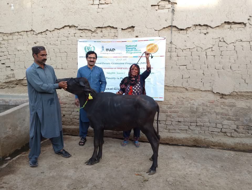 SumetaSyed's tweet photo. Compassion in action 💚

Under the National Poverty Graduation Programme, 7 ultra-poor families in District Shikarpur received productive assets — heifers, goats & sheep — through SRSO in collaboration with #BISP, #MOPASS, and IFAD.

Each asset was vaccinated, tagged & insured under #SRSO’s Micro-Health Insurance, ensuring long-term livelihood protection.

A true reflection of Sindh Government’s dedication to empowering rural communities and uplifting lives with dignity. 
@BBhuttoZardari @AseefaBZ @BakhtawarBZ @jamkhanshoro
