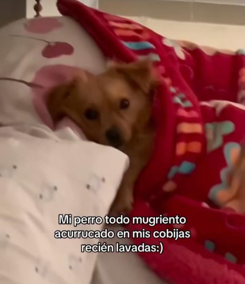 perritos_qctd's tweet image. 