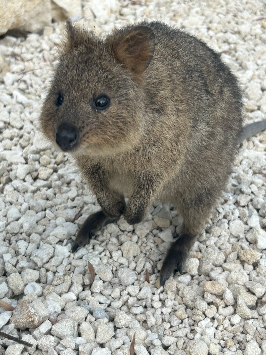 ARC Centre of Excellence in Synthetic Biology tweet media