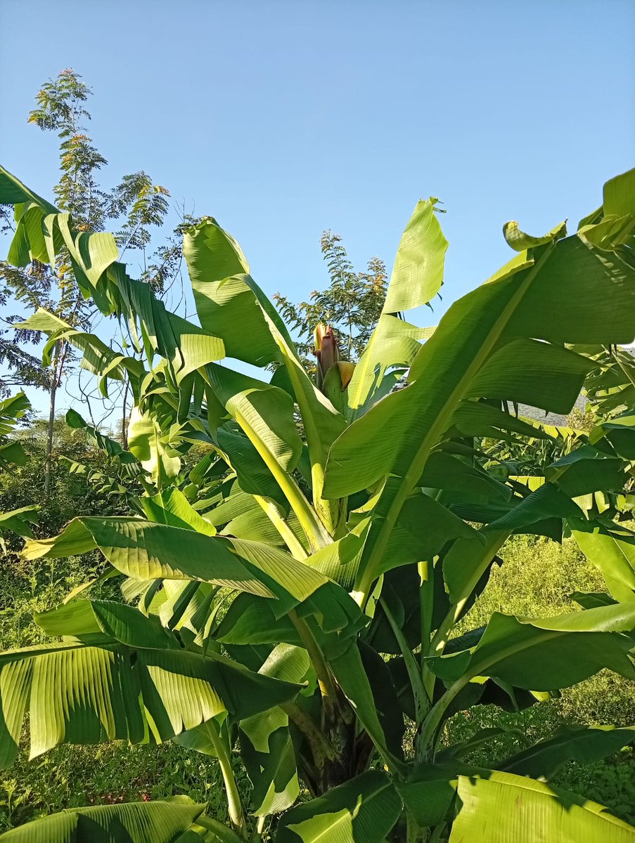 Baaas ndio za kwanza zinatoa flowers, 6 months innit. We are almost there 💪🥰