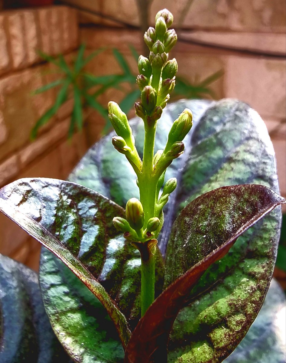Everything and everyone loves sunlight in #winter
So do plants...
Buds macros..