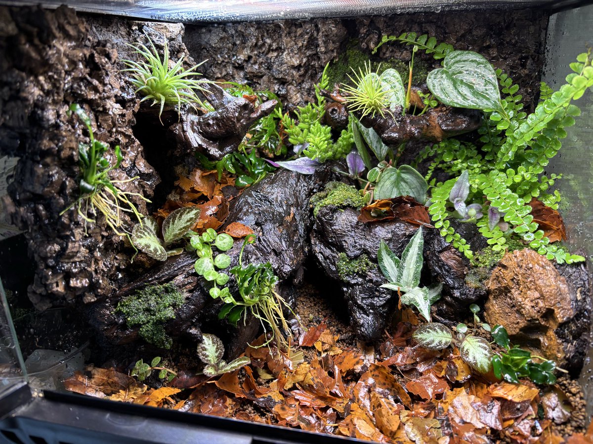 11/30のアクアリウムバスに持っていきます グラステラリウム3030 多湿