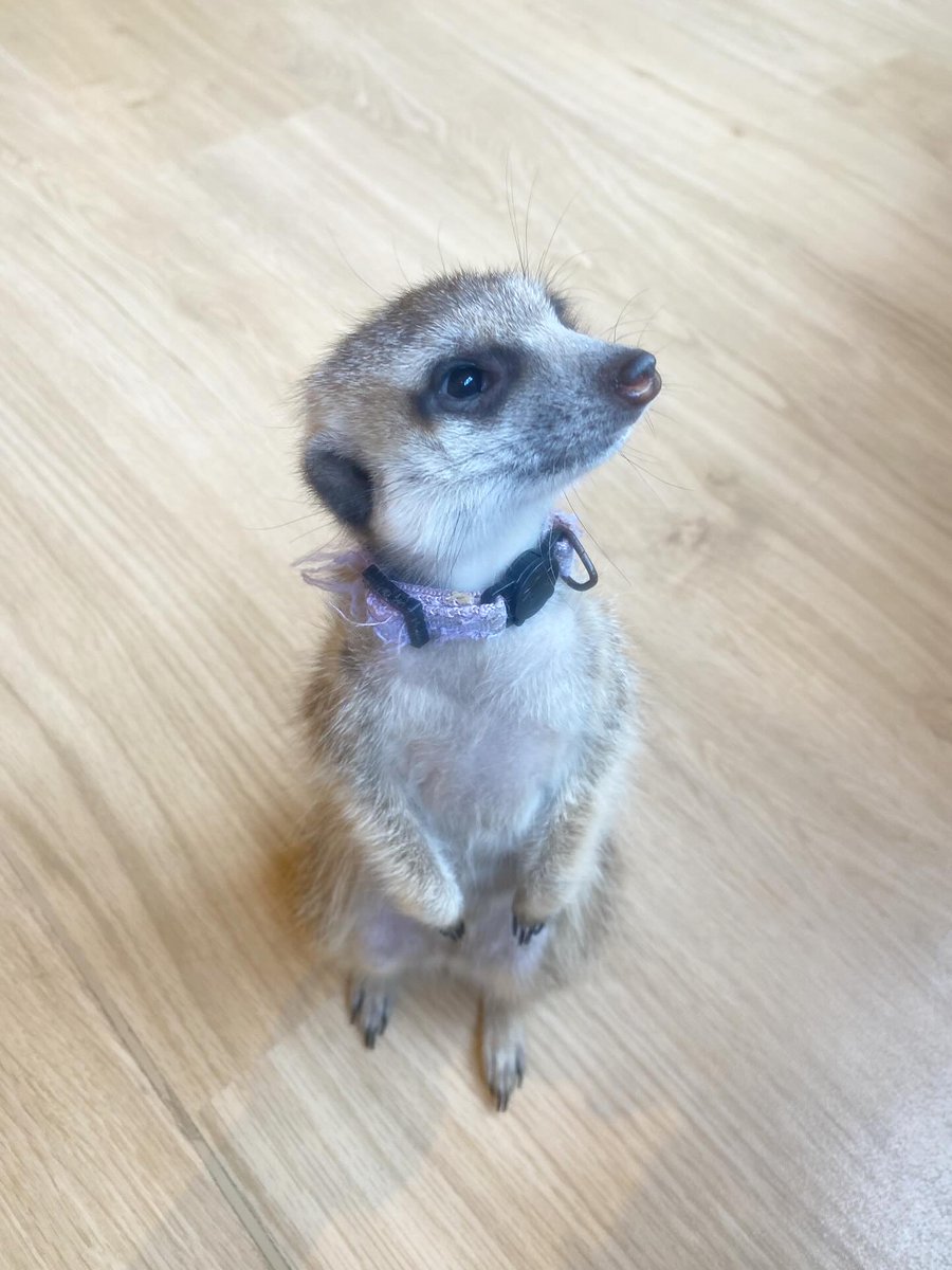 googoo_cafe's tweet image. 今日もとっても姿勢のいい「しそくん🟣」
お外をいつも警戒してくれています☺️
前足がちょこんと可愛いですね😍💕
お外に集中していると、肉球を触らせてくれたり〜⁈
ぜひ肉球を触りに来てください‼︎✨

🟣 Shiso-kun with his perfect posture again today!
He’s always on guard, watching the…