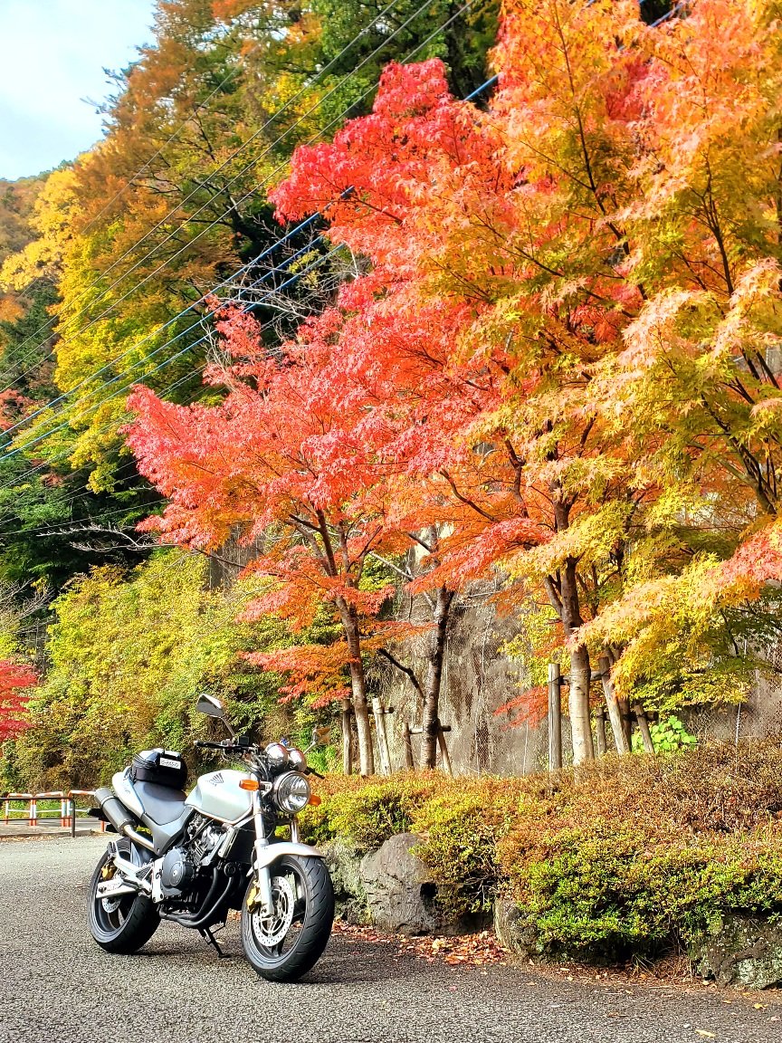 MsLABO6's tweet image. 綺麗な秋でした🍁🍂
バイクも道も快調！
#ホーネット250 #道志みち