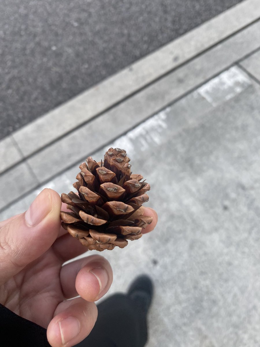 鮮血A子ちゃん 墓荒らしあさひ tweet media