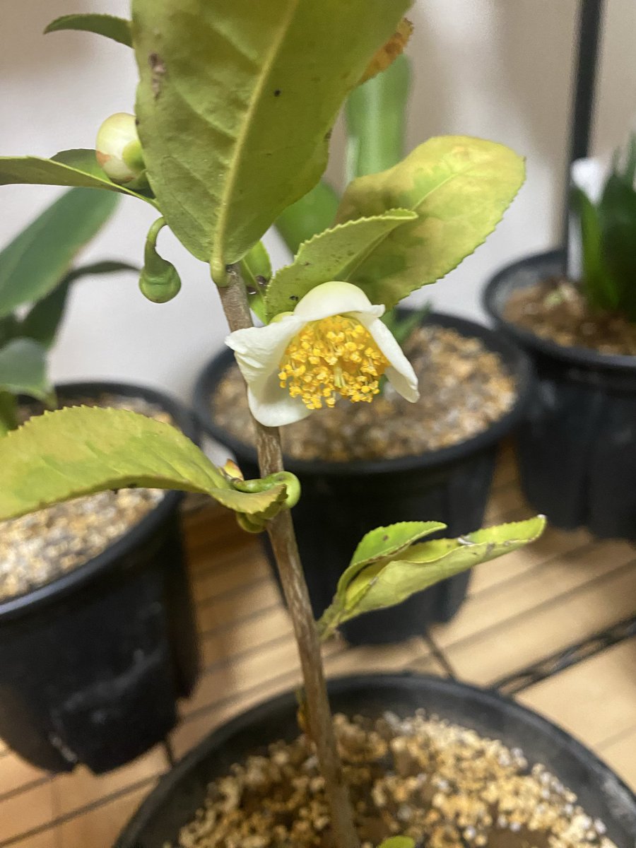 園芸グランドスラム Community on X - 643 Members