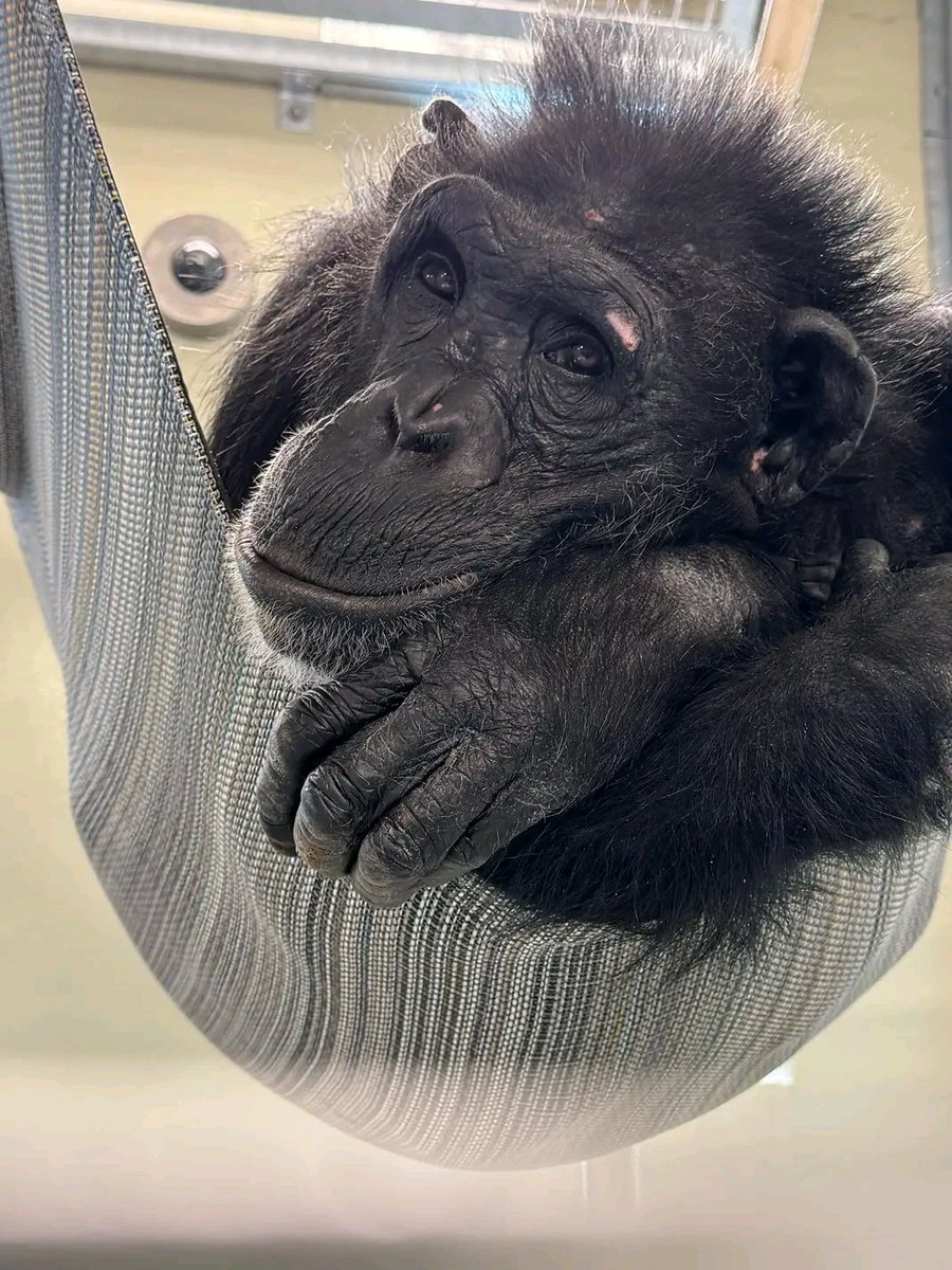 Goodnight, Hulk's Maniacs