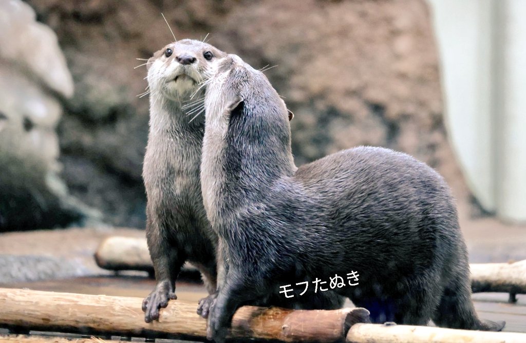 モフたぬき (@OTbRinH61FOOofm) / Posts / X