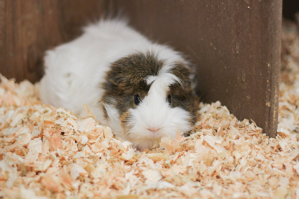 成田ゆめ牧場のゆめこちゃん (@yumebokujo) / Posts / X