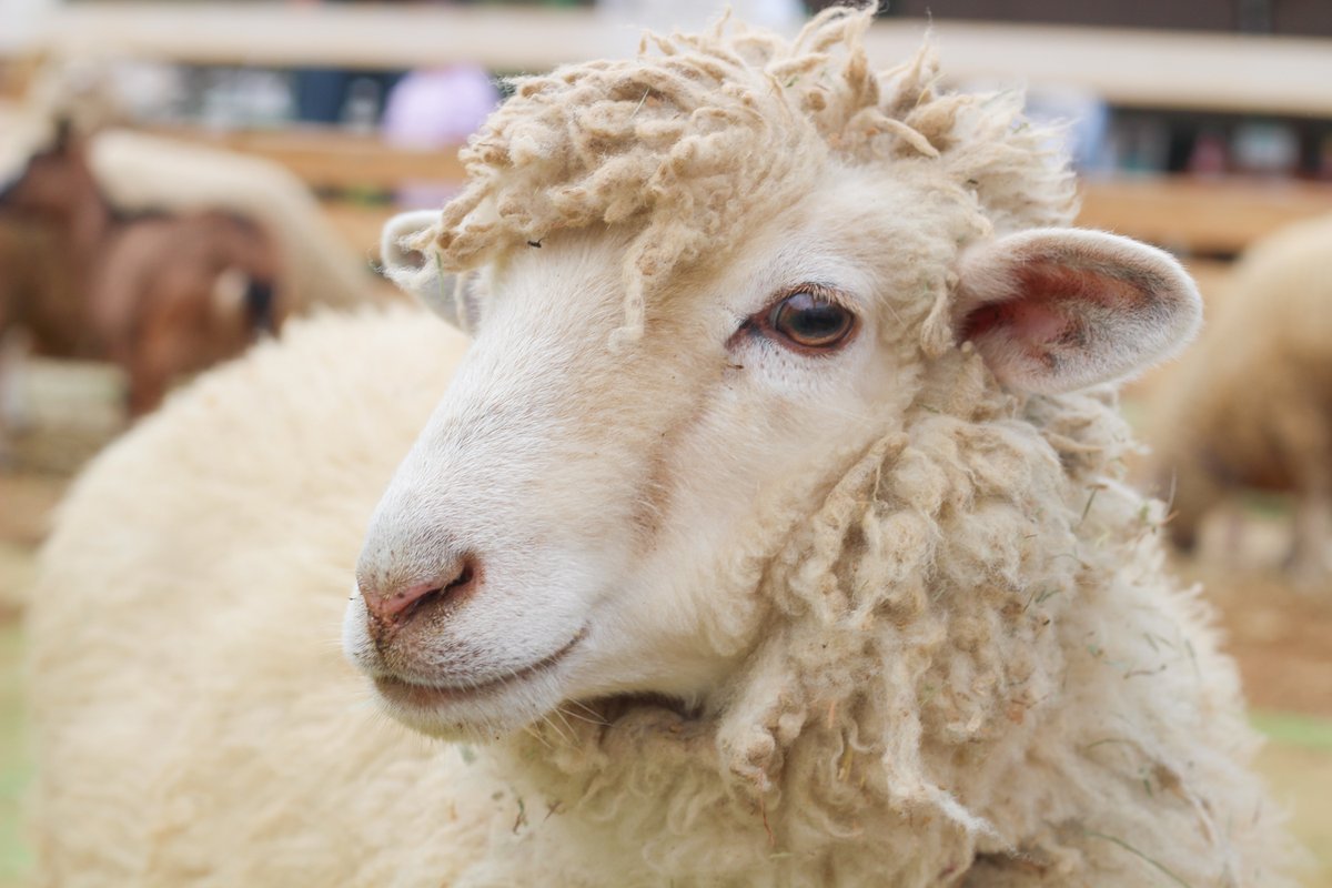 成田ゆめ牧場のゆめこちゃん (@yumebokujo) / Posts / X