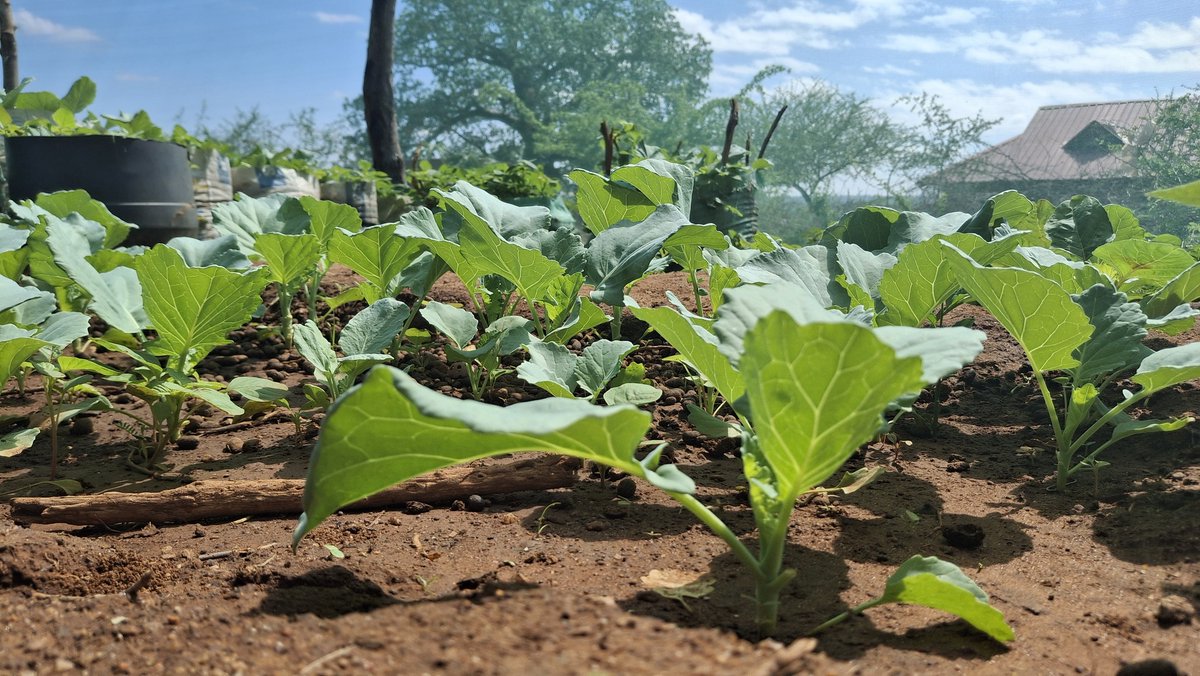Apart from their thriving tree nursery, the Utui Museo Women Group from Kalivu has established a kitchen garden thriving with kales (Brassica oleracea) &amp; terere (Amaranthus spp.), boosting nutrition, livelihoods &amp; climate-smart farming <a href="/Foodgrains/">Canadian Foodgrains Bank</a> <a href="/UnitedChurchCda/">United Church Canada</a> <a href="/KenyaNCCK/">NCCK Kenya</a>