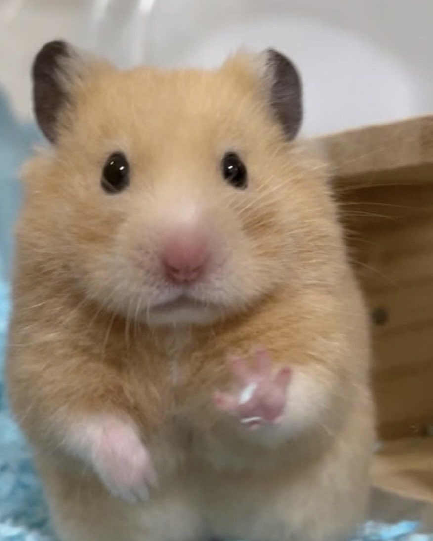 m!ya (@xeeszme) on Twitter photo 