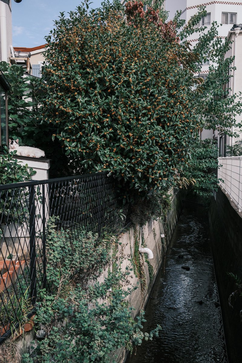 あまね (@amane3835) / Posts / X