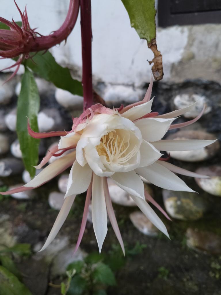plantified16's tweet photo. Blooms once a year!
A moment of pure, rare beauty.
💫

#BrahmaKamal #plants 
Commonly called #queenofthenight  or #Nightbloomingcereus https://t.co/rQ9Nz5vtdt