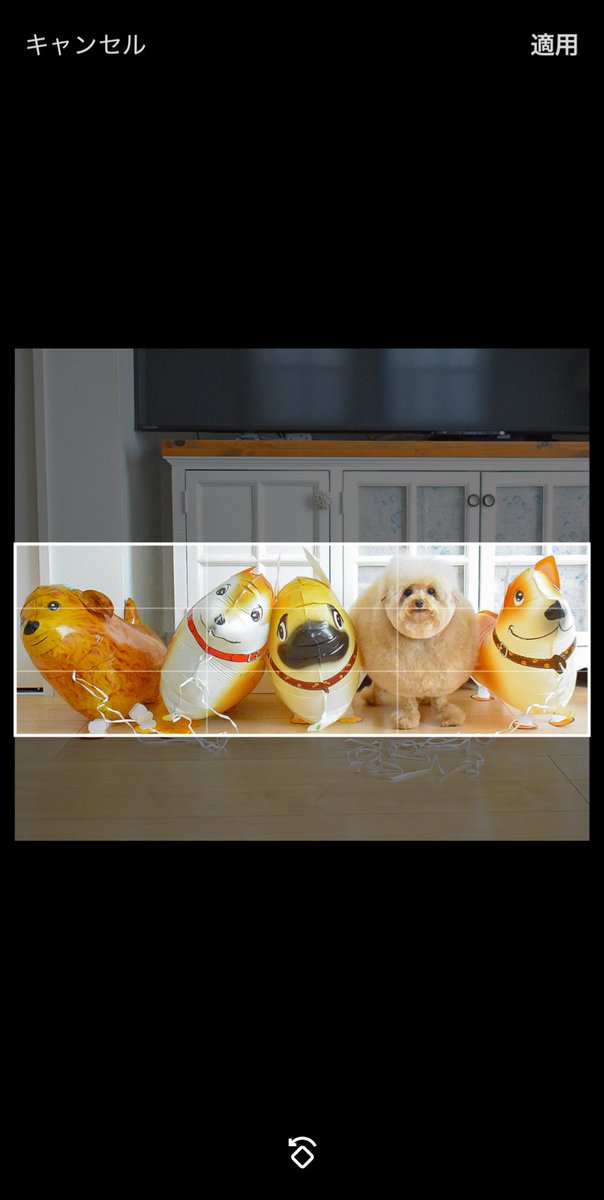 __mohu_c's tweet image. ヘッダー 上手く収まります。