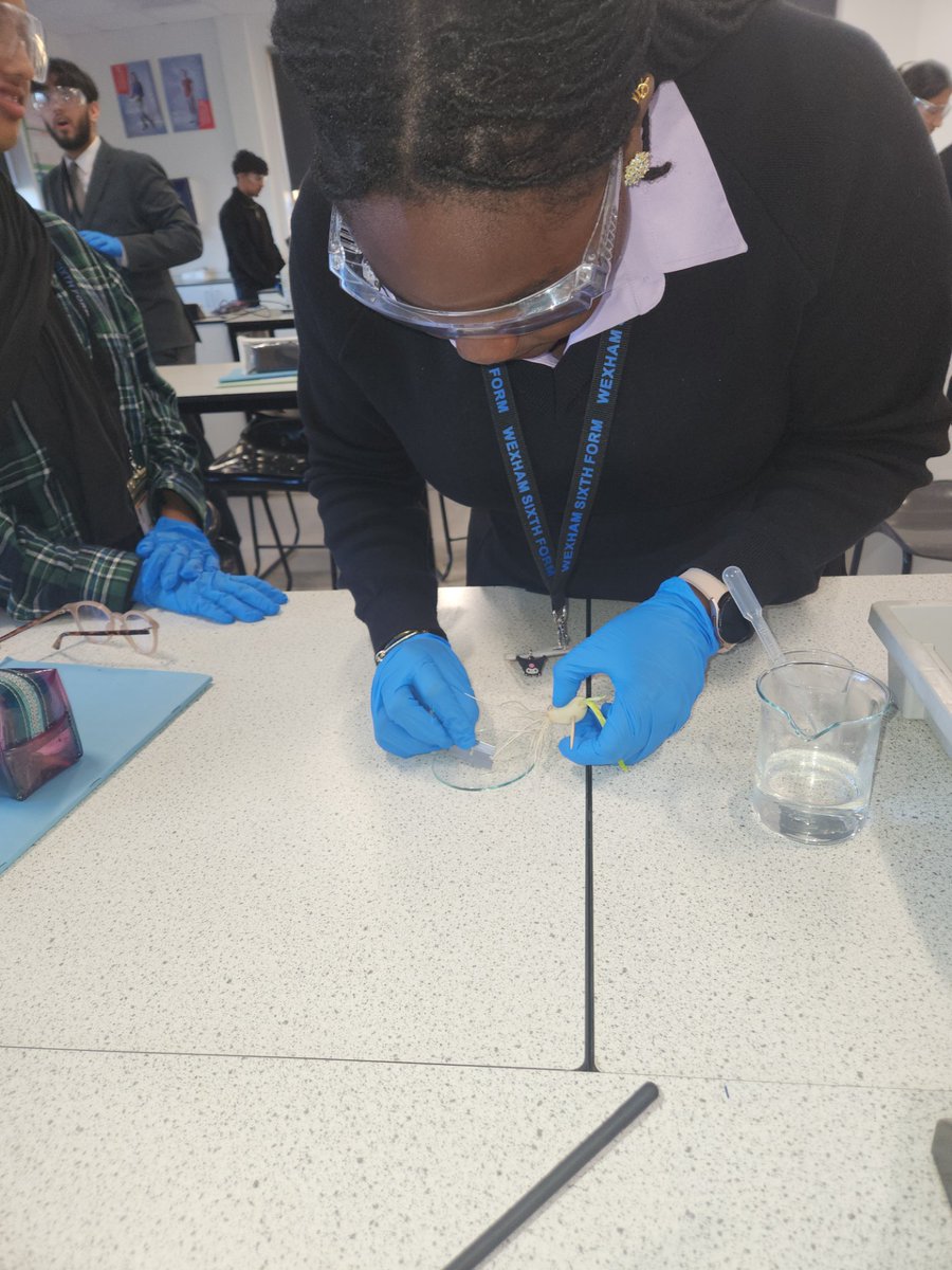 Wexham_School's tweet image. Our 6th Form students, guided by Ms. Bains, are tackling the “Root Tip Squash” #practical to observe #mitosis — a detailed and fiddly task, but a great hands-on way to bring cell division to life! 🔬🌱
#wexhamschool
@Wexham_School