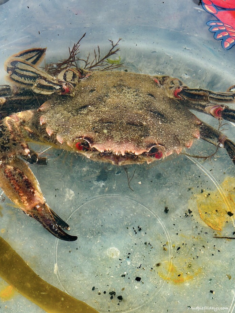 If you are a regular reader of Mudpie Fridays, you will know that the boys are slightly obsessed with crabbing. Crabbing at Seahouses in Northumberland

Read more 👉 lttr.ai/Ak5L0

#SeahousesNorthumberland #Crabbing #OutstandingNaturalBeauty