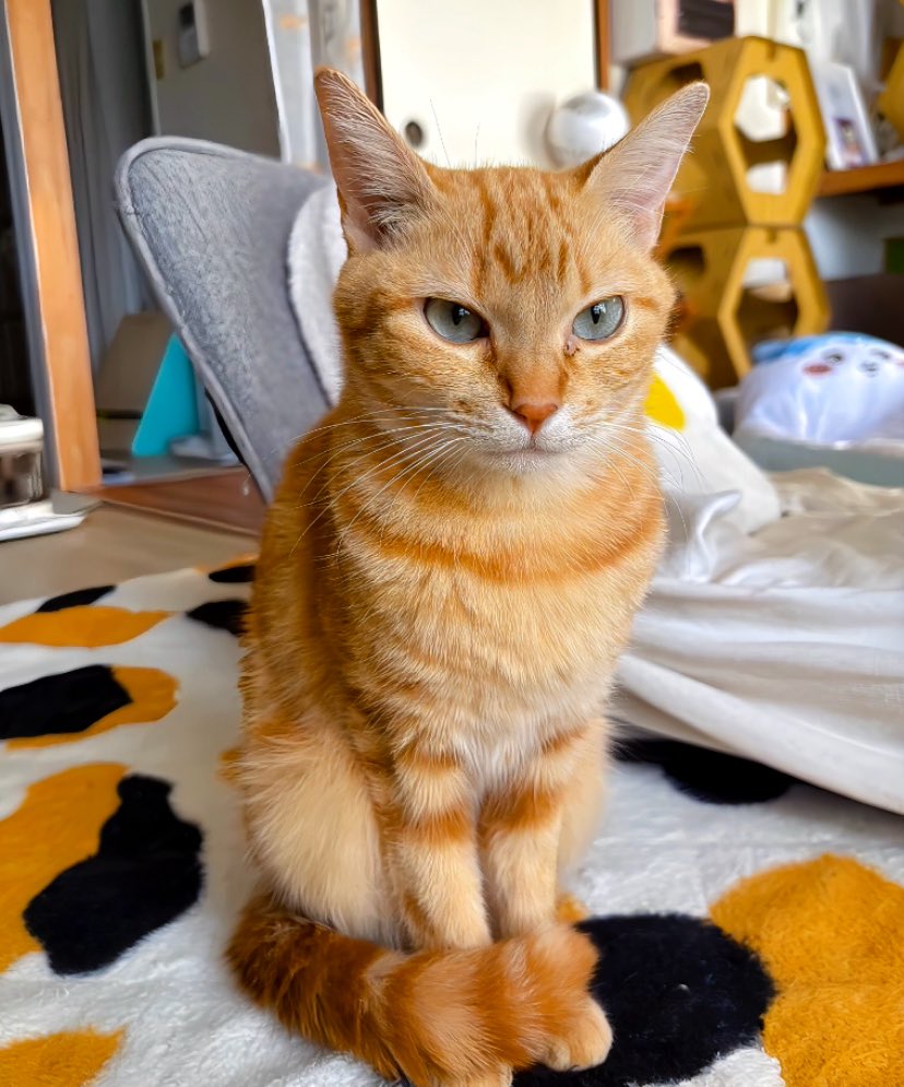 ジンジャーキャットじゃなくてオレンジキャットって呼んで欲しいニャ😽🍊