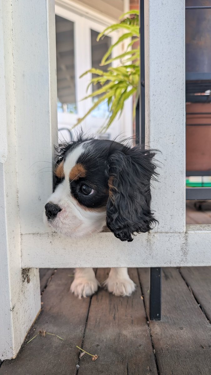 Fran Robertson tweet media