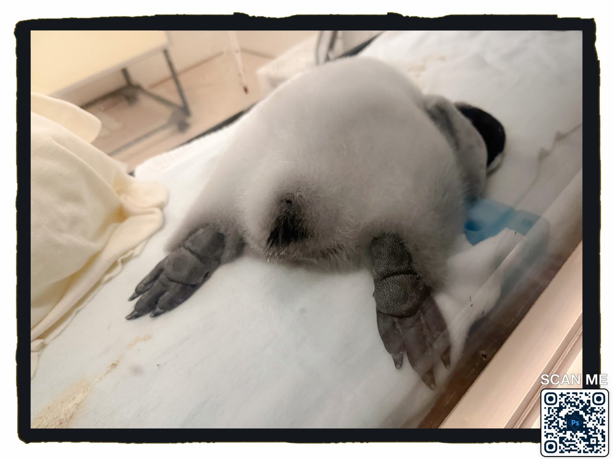 このかわいいお尻に顔を突っ込ませていただきたい…\(//∇//)\ 結構ごっつい足裏もかわいい… #エンペラーペンギン #アドベンチャーワールド