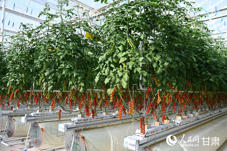 PuebloEnLnea's tweet image. En el #invernadero inteligente de cristal del parque agroindustrial de #Gansu, se cultivan #tomates frescos en estanterías verticales. Con la tecnología de cultivo hidropónico, se espera que en este parque se produzcan cerca de 2800 toneladas de tomates al año.