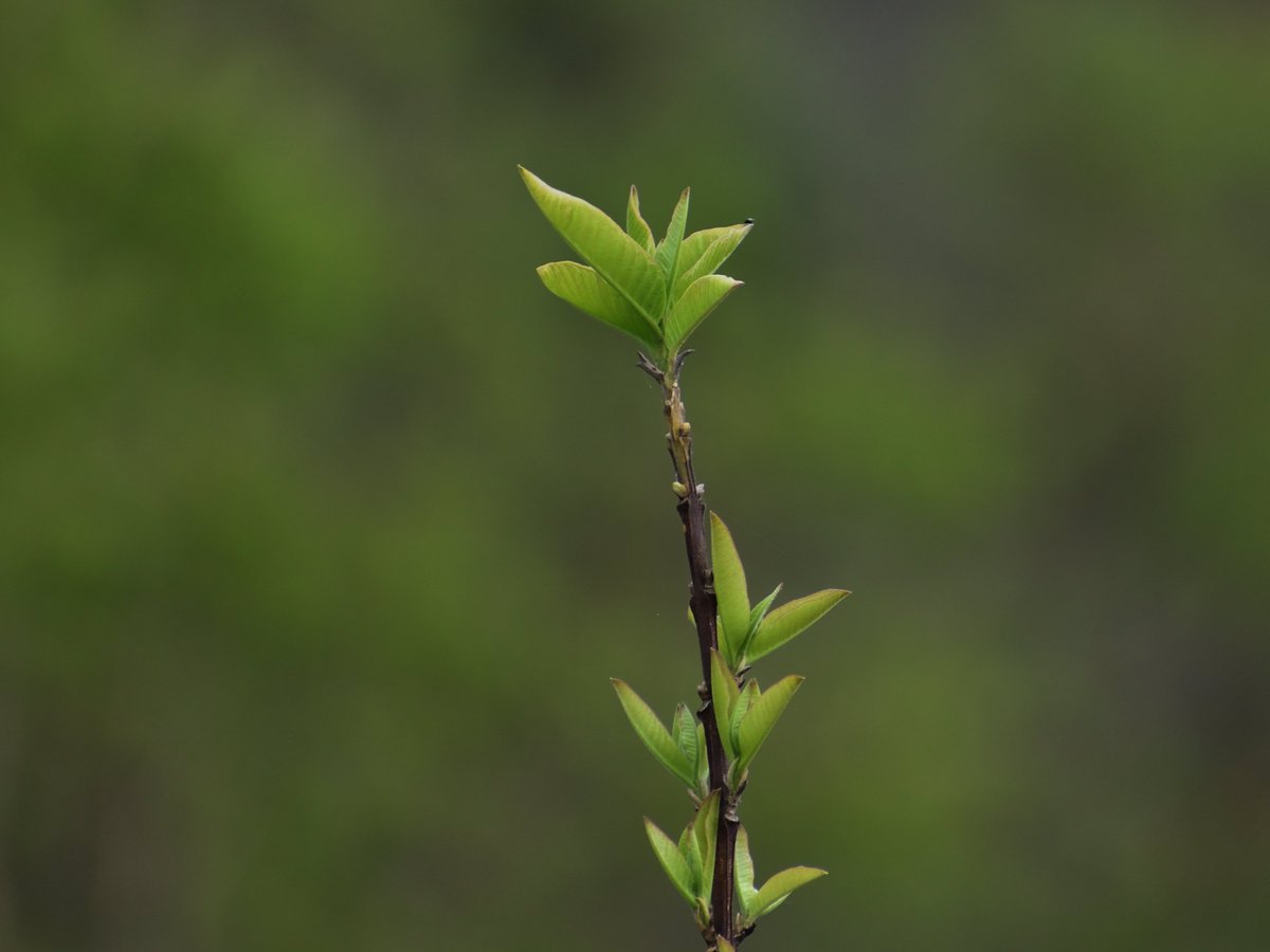 4esthopper's tweet image. A tender beginning reaching for light — every leaf, a quiet promise of life. 🌱

#NaturePhotography #GreenLife #MacroMagic