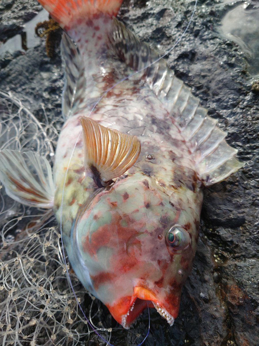 kuesuke_jp's tweet photo. Caught a parrotfish — it’s delicious.
#fishing https://t.co/7OsXMQ9TtY