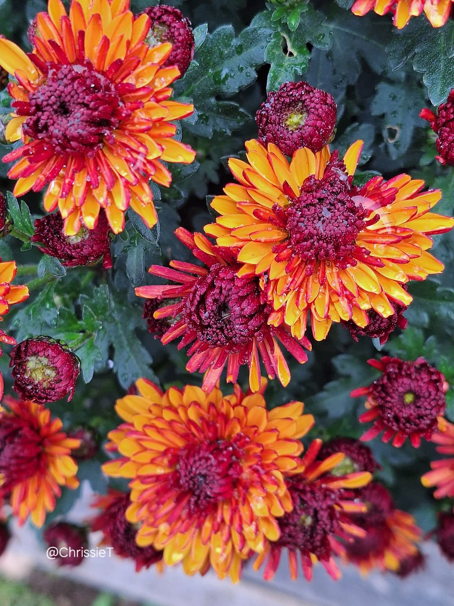 ChrissieT1894's tweet image. Good morning 🧡❤️🧡
It's a very wet start to Wednesday here so a few bright 'mums' covered in raindrops ☔️
#Chrysanthemums #Flowers #Allotment #Gardening #FlowersOnX #WednesdayFlowers