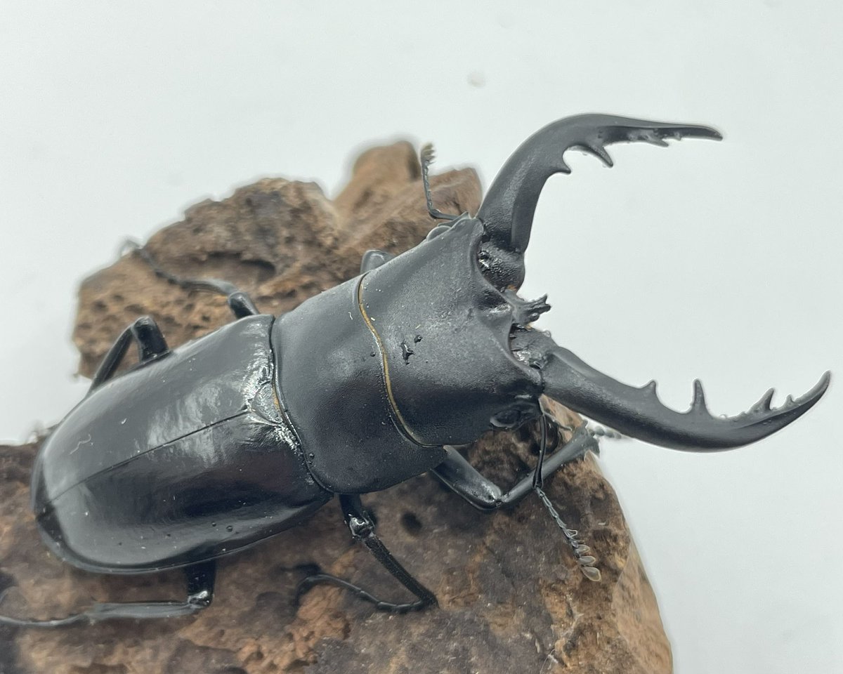 Hy_Kuwagata's tweet photo. 本日の販売‼️

トクノシマノコギリ
伊仙町　WF1

♂59mm  2025/10/羽化
♀フリー  2025/8/羽化

３０００円　送料画像

その他商品と同封可能、まとめ割引アリ

DMまでお問い合わせくださいm(_ _)m https://t.co/3aUDuJHlhY