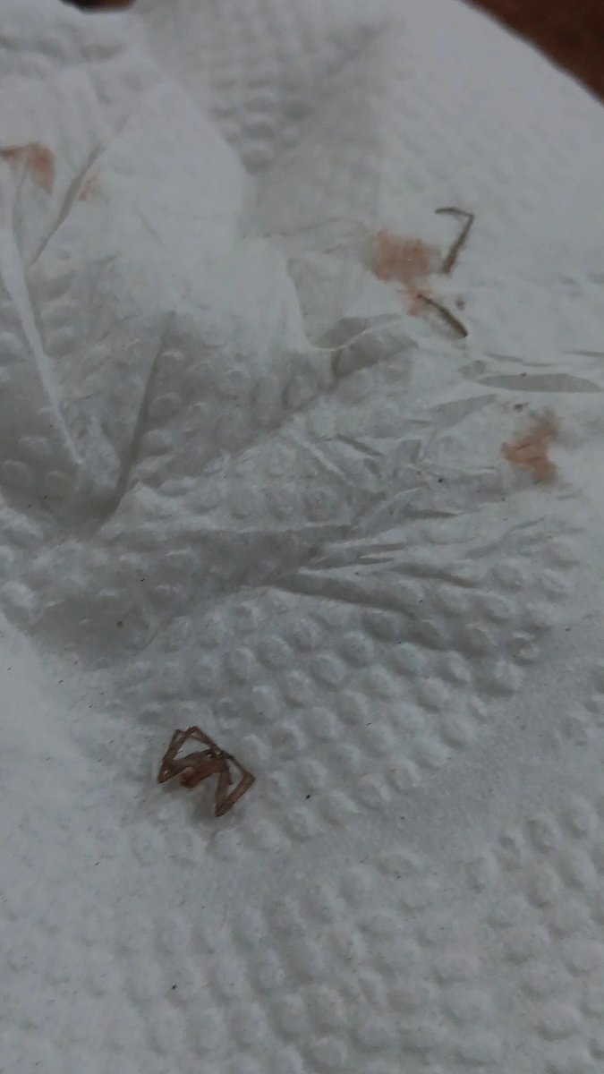 pasteldecerez's tweet image. Por matar a herneval culero 

#soyfrankelda #frankelda