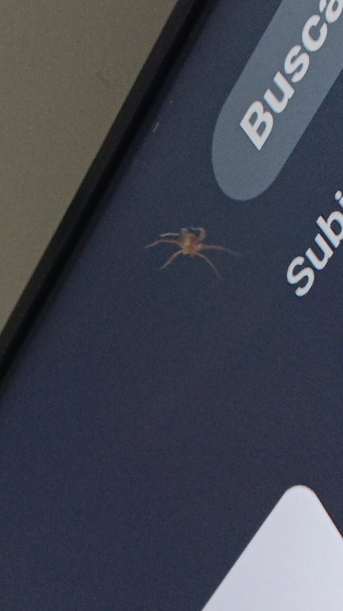 pasteldecerez's tweet image. Por matar a herneval culero 

#soyfrankelda #frankelda